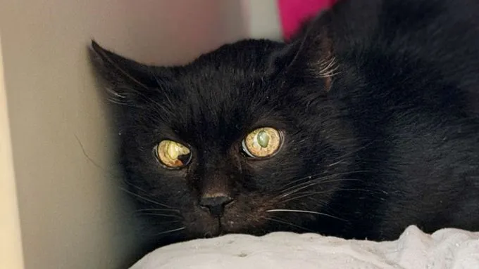 Ludolf - ekh zur Adoption