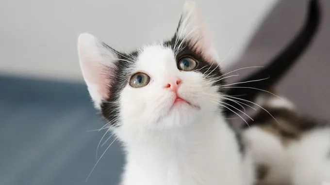 Klößchen, Tim & Karl - ekh zur Adoption