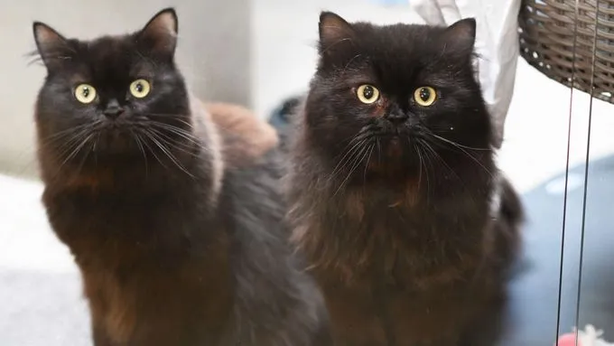 Niko & King Louis - Katze zur Adoption