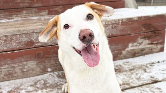 Nanuk - terrier-mix zur Adoption