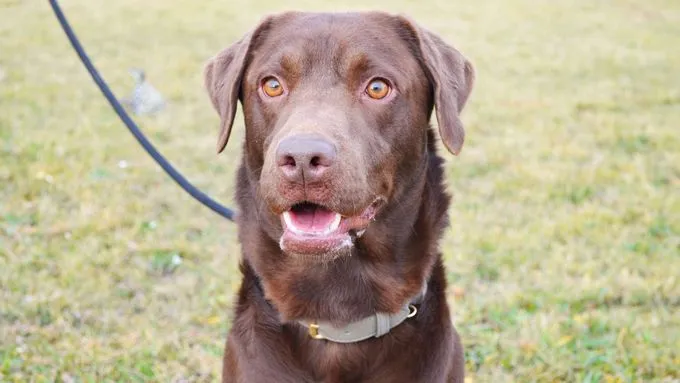 Schoko - labrador zur Adoption