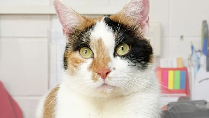 Smarty - ekh zur Adoption
