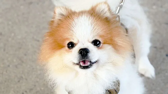 Enrique - Hund zur Adoption