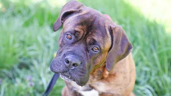 Butch - Hund zur Adoption