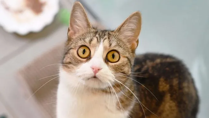 Kytta - ekh zur Adoption