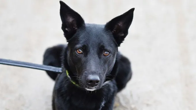 Dornröschen - terrier-mix zur Adoption