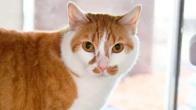 Ares - ekh zur Adoption