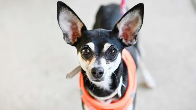 Sally - Hund zur Adoption