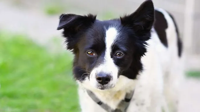 Cecile - border-collie-mix zur Adoption