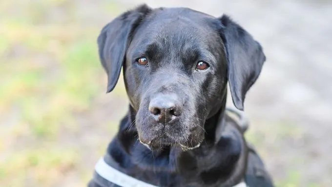 Luna - Hund zur Adoption