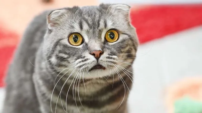 Leon - scottish-fold zur Adoption