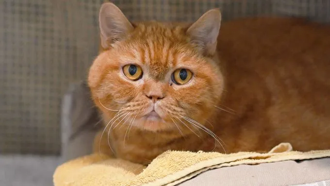 Fredy - ekh zur Adoption