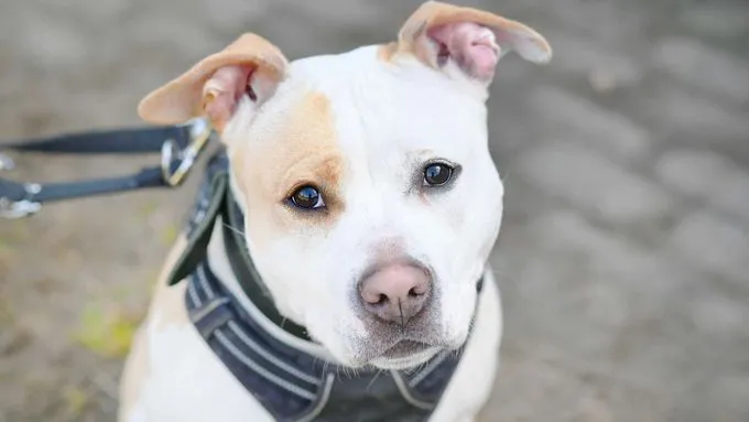 Lilo - staffordshire-mix zur Adoption