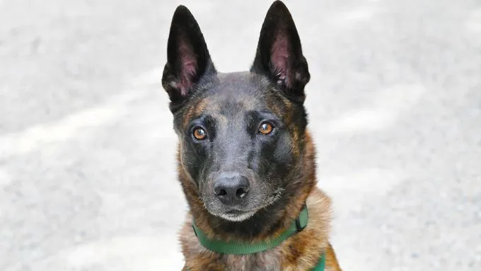 Apollo - malinois zur Adoption