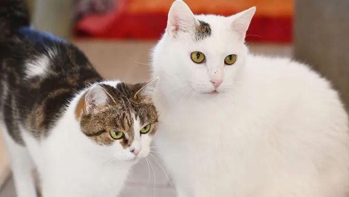 Gundula & Gunter - ekh zur Adoption