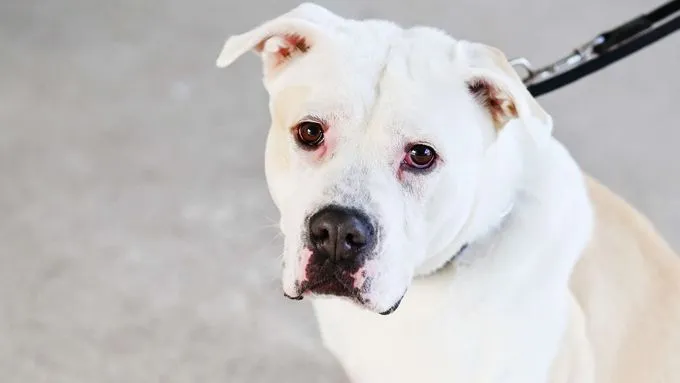 Bruce - staffordshire-mix zur Adoption