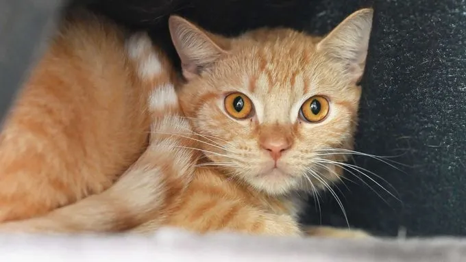 Hulk Hogan - ekh zur Adoption