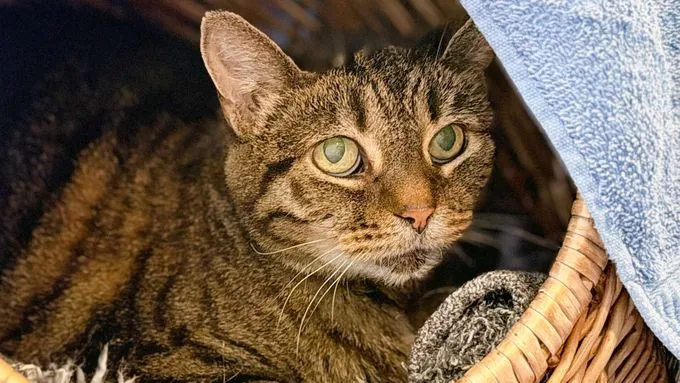 Elfi - ekh zur Adoption