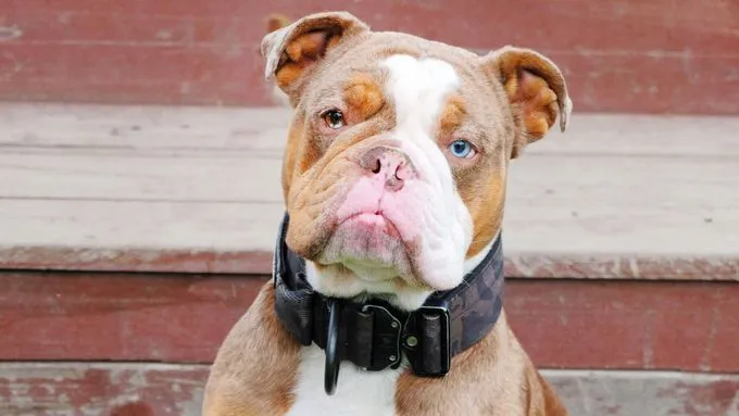 Denver - english-bulldog zur Adoption