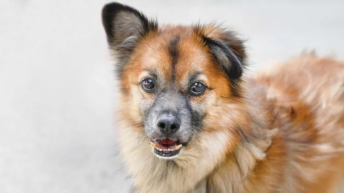 Benny - Hund zur Adoption