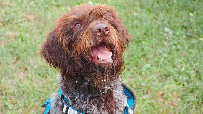 Ylva - Hund zur Adoption