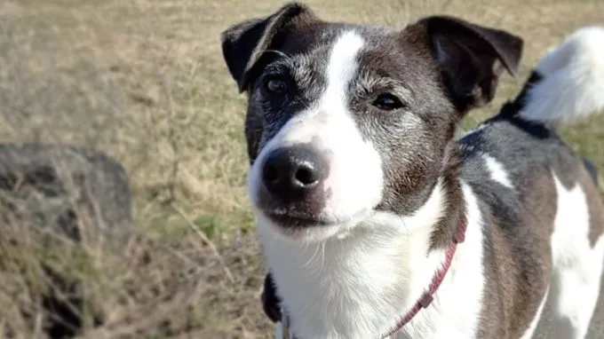 Benno - jack-russell-terrier zur Adoption
