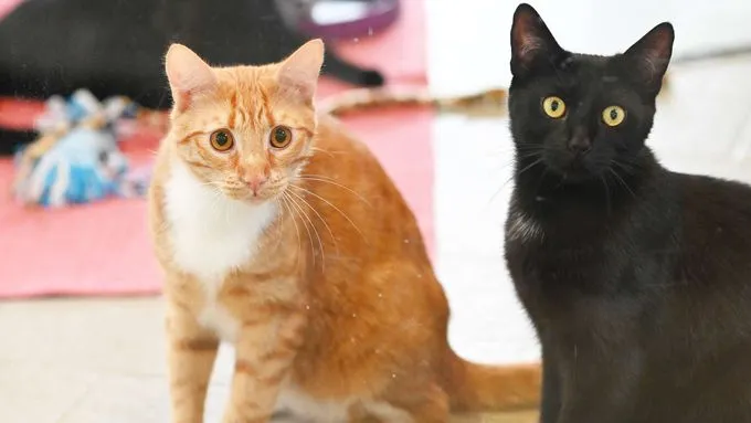 Nacho, Batman & Lucifer - ekh zur Adoption