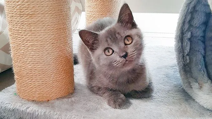 Wendy & Wally - Katze zur Adoption