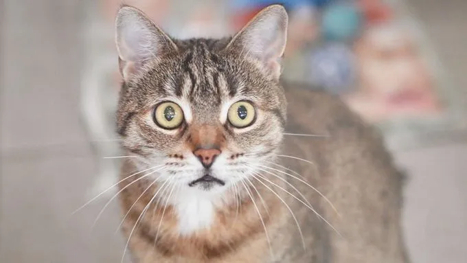 Henrietta - ekh zur Adoption