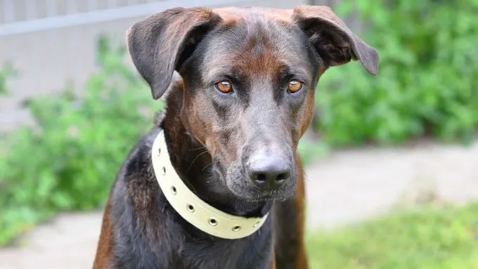 Velik - Hund zur Adoption