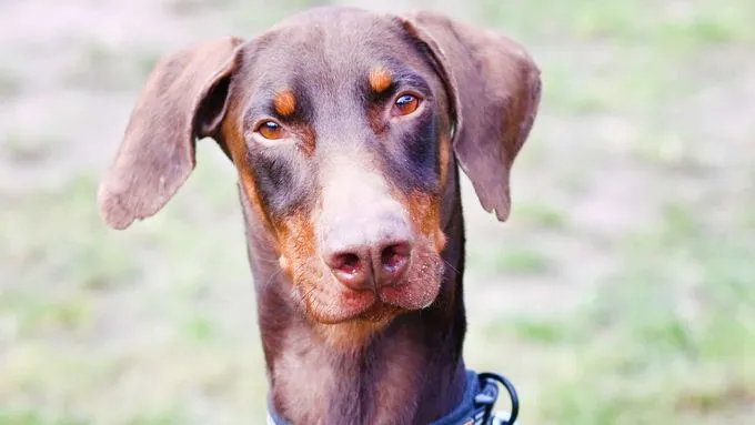 Bubi - dobermann zur Adoption
