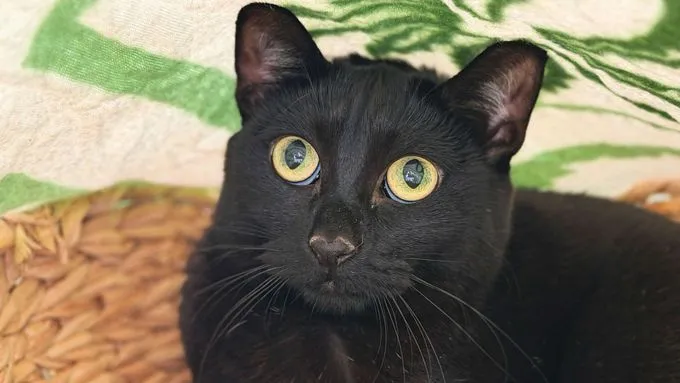 Ben & Bine - ekh zur Adoption