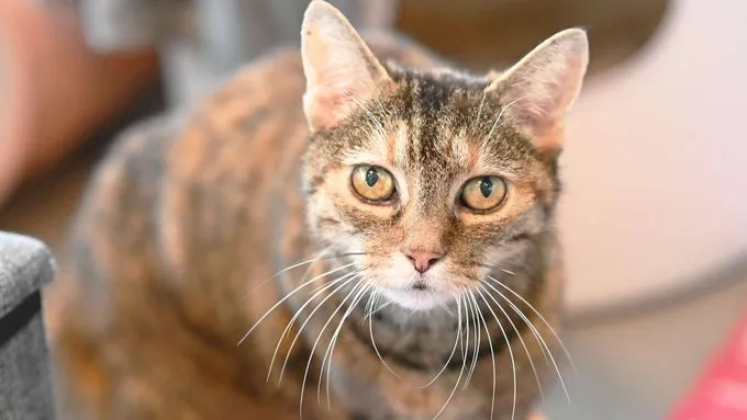 Mausi - ekh zur Adoption