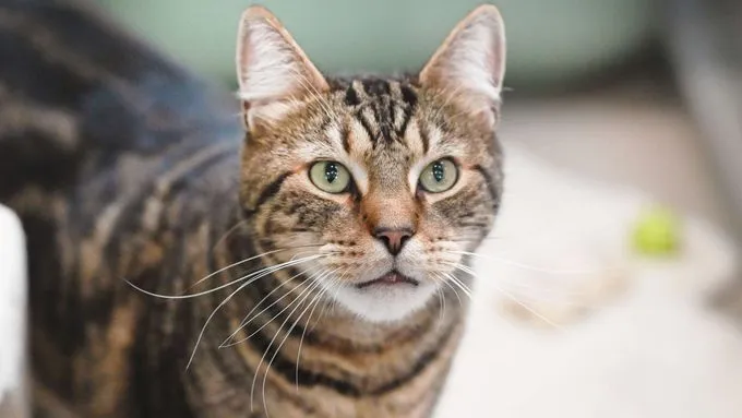 Fili - ekh zur Adoption