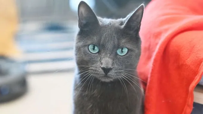 Sherlock - Katze zur Adoption