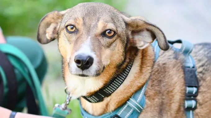 Clementine - terrier-mix zur Adoption