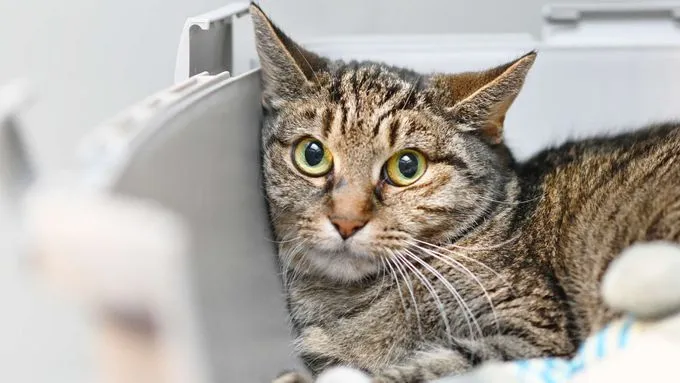 Tapsi - ekh zur Adoption
