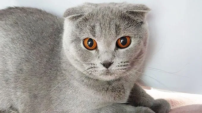Willow - scottish-fold zur Adoption