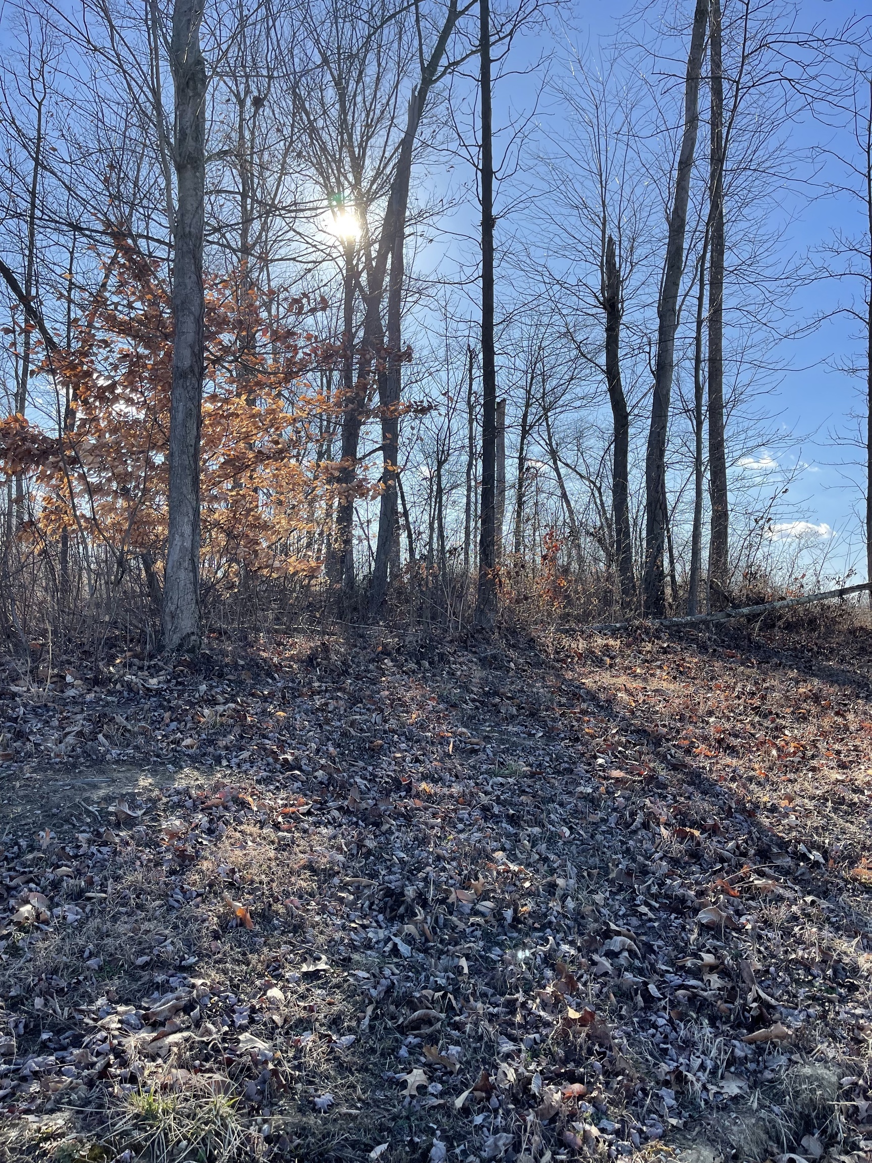 137 Burr Oak Drive