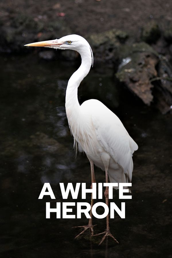 title cover