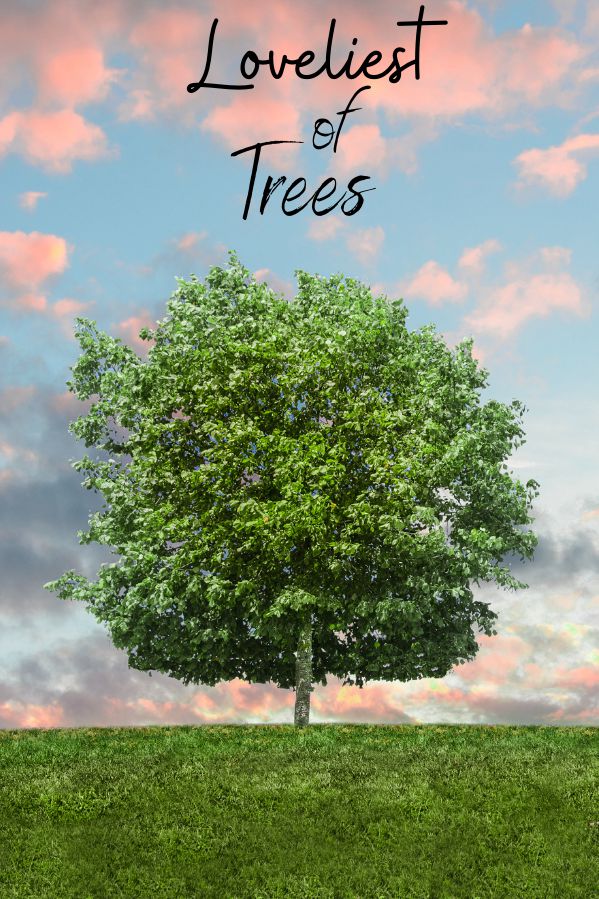 title cover