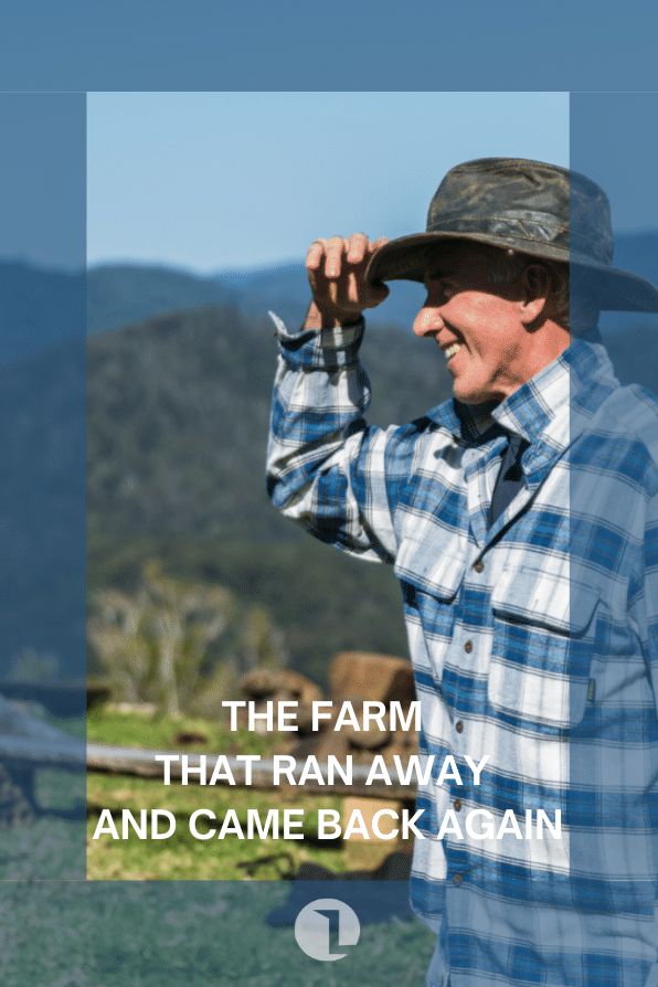 A Dutch Tale - The Farm That Ran Away and Came Back Again cover image