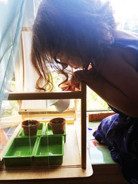 Child watching basil grow