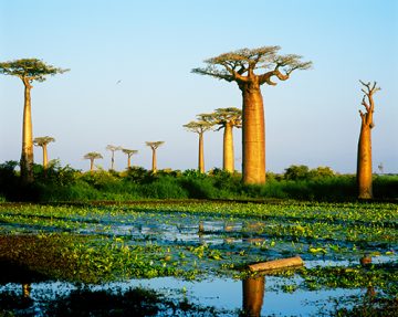 Baobab trees in Madagascar