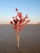 suaeda salsa halophyte