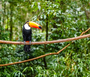 toucan in a rainforest brazil