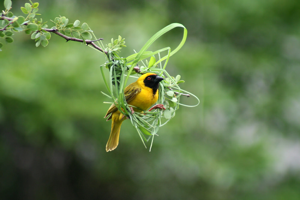 southern-masked-weaver-building-nest-in-