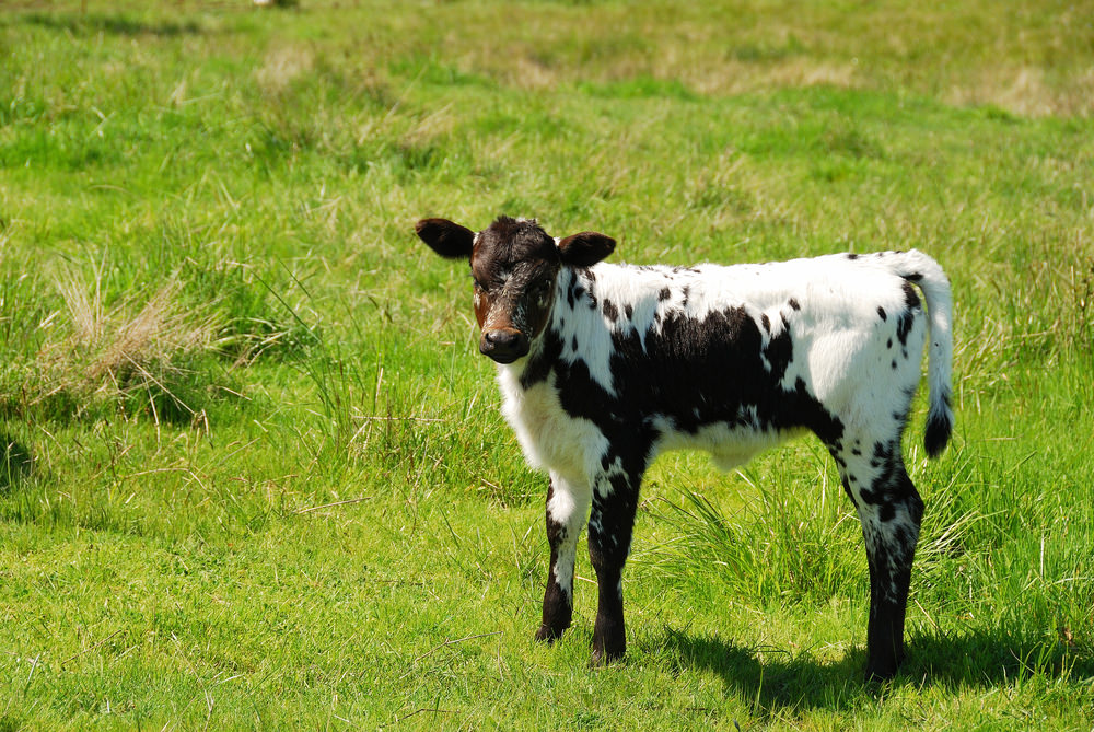 Steer Calf