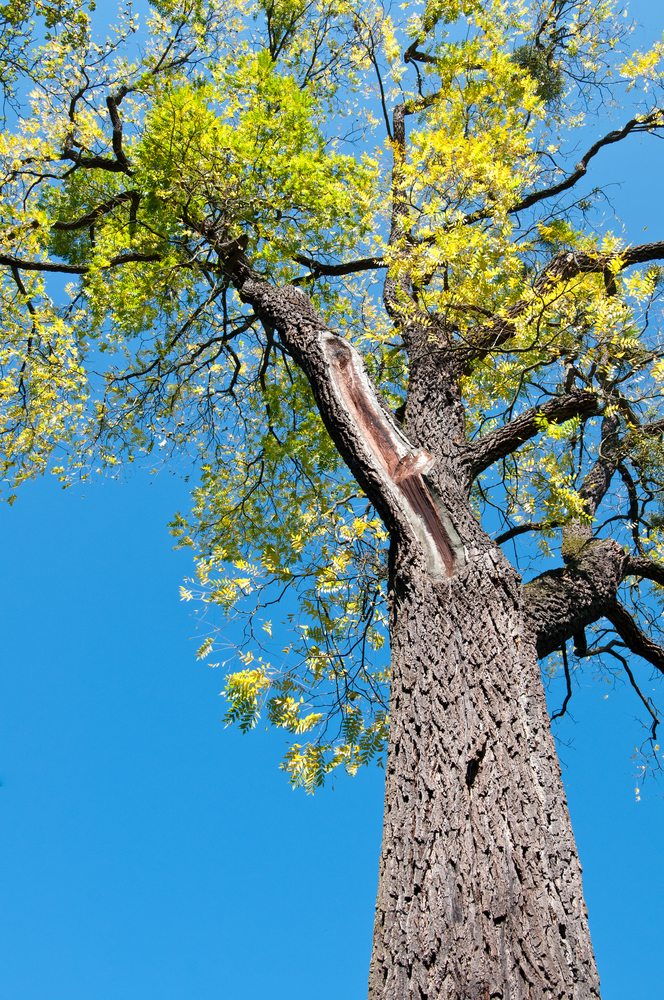 Black Walnut Tree