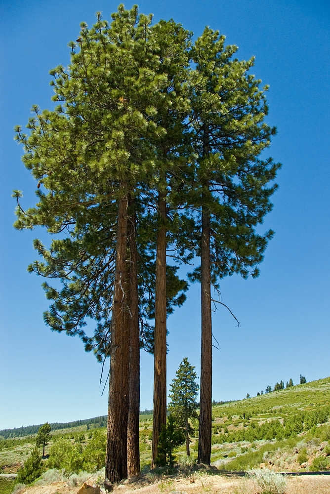 Ponderosa Pine